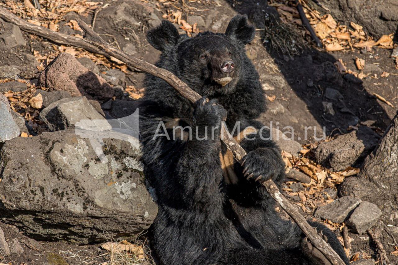 День Медведя отмечают россияне 13 декабря Принято считать что в это время косолапые окончательно устраиваются в берлогах на зимнюю спячку и не выходят до весны В нашем регионе обитают бурый и гималайский белогрудый медведи В рационе гималайских медведей в основном присутствуют пища растительного происхождения кедровые и другие орехи жёлуди различные ягоды и плоды побеги трав и кустарников сочные луковицы и корневища Они могут себе позволить муравьев насекомых моллюсков и лягушек Падаль редко встречается в их рационе Бурый медведь помимо растительной пищи предпочитает рыбу особенно во время нереста лосося Они охотятся на копытных животных таких как олени лоси и кабаны AmurMedia Прислать новость AmurMedia в Дзен