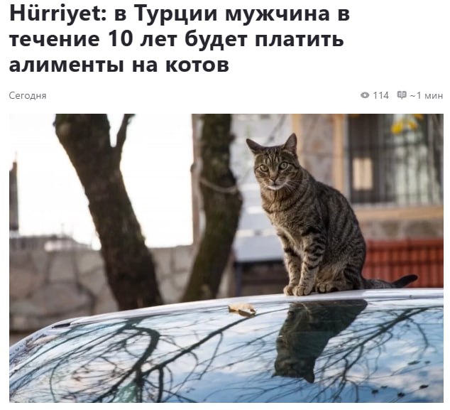 Житель Стамбула по решению суда в течение следующих 10 лет будет обязан выплачивать алименты своим бывшим пушистым компаньонам Каждые три месяца он должен перечислять 10 тысяч лир на содержание своих котов что составляет около 19 5 тысяч рублей
