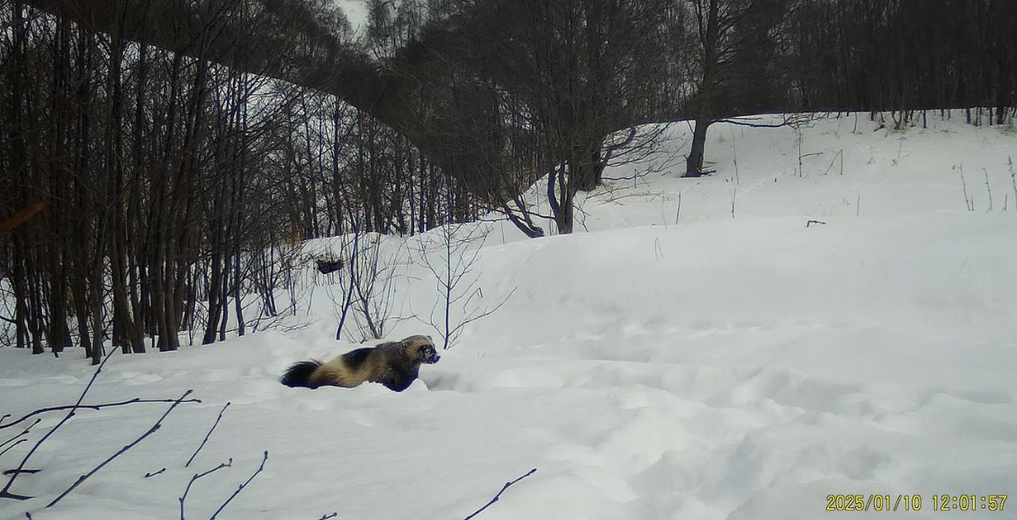 Камчатские учёные рассекретили личные дела росомахи фото видео В Кроноцком заповеднике на Камчатке фотоловушка запечатлела редкий момент из жизни одного из самых скрытных животных росомахи Чем зверь занимался возле ручья у бухты Ольга на Кам 24 Нажмите для подробностей   kam24 ru news main 20260116 124546 html utm source telegram utm medium messenger