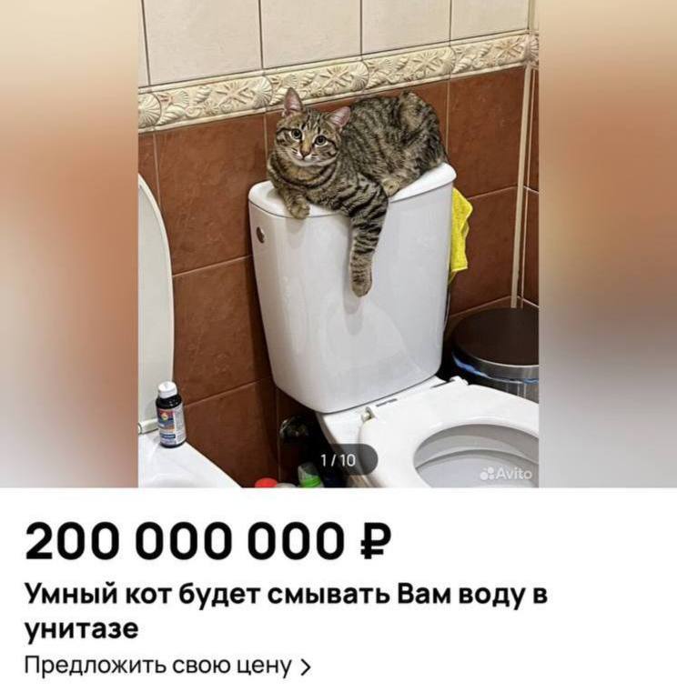 В Москве продают кота за 200 млн рублей. Хозяева заявили, что он умеет смывать воду в унитазе после себя и хозяев.   Также продавец обещает, что кошара снизит риск инфаркта и инсульта на 20%.