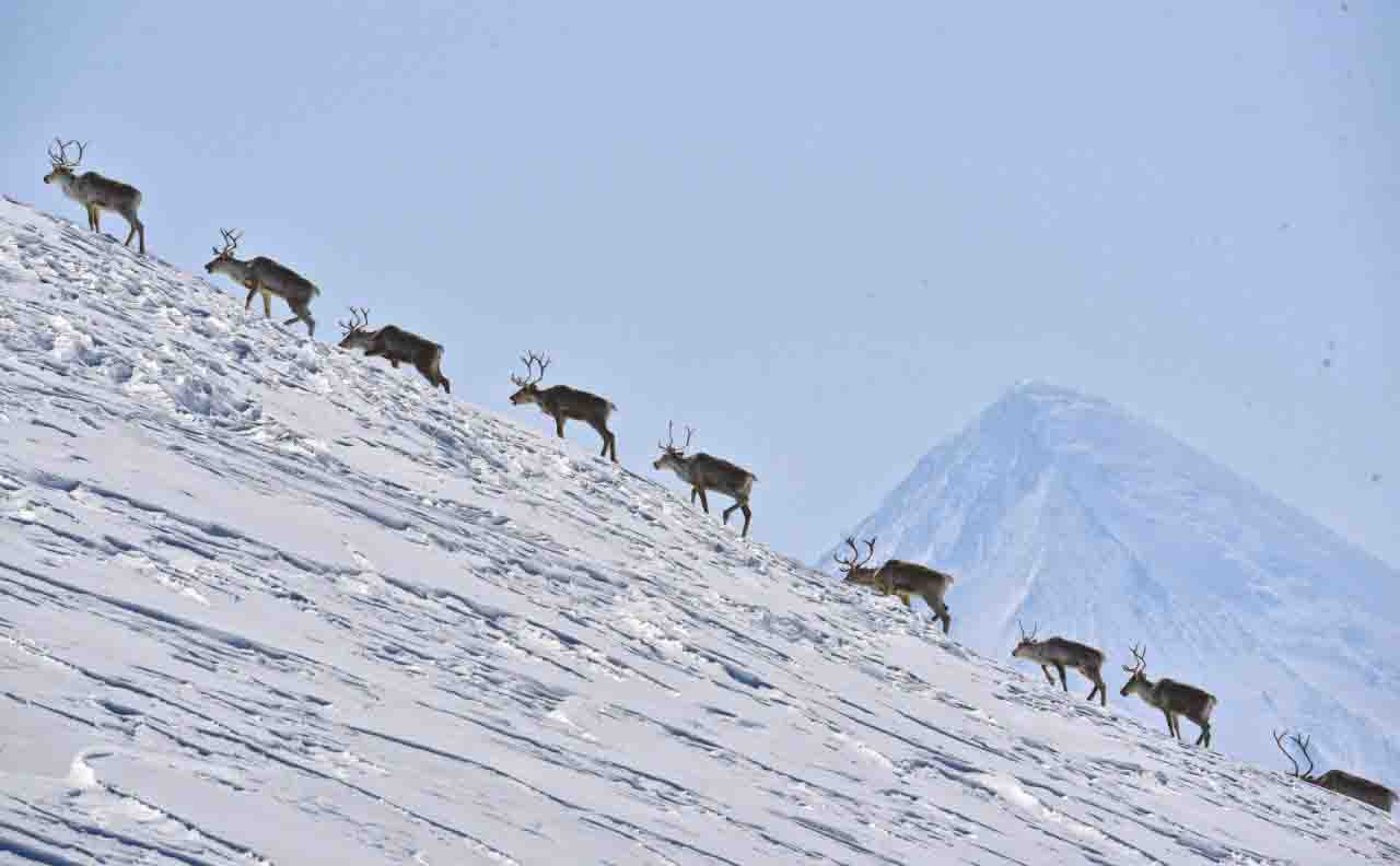 Дикие северные олени Камчатки сменили место обитания Они оставили тундру и ушли в горы В эти дни учёные наблюдают за миграцией северных оленей обитающих на территории Кроноцкого заповедника Животные отправились на горные пастбища где будут оставаться до весны Каждый год они отправляются в этот долгий протяжённостью до 100 км путь чтобы легче пережить зиму ведь найти пропитание в горах легче чем в тундре передаёт ИА Камчатское время Подробности по ссылке   kamtime ru article a4b84873 abe9 49ac 8dfc b9c1eaf28572 Предложка МАХ