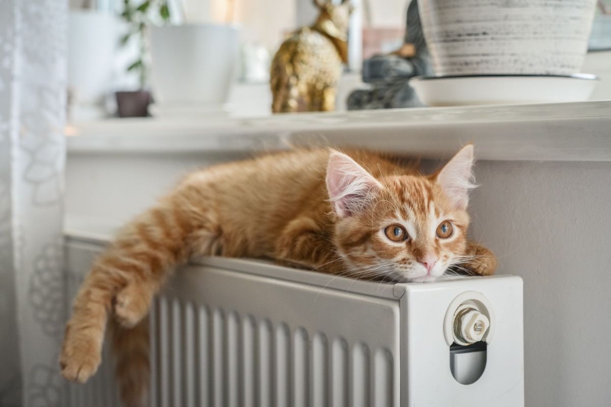 Предлагается ввести новый НДФЛ вычет ветеринарный В Госдуму внесен законопроект предлагающий предоставлять владельцам домашних животных социальный НДФЛ вычет по расходам на лечение их питомцев Планируется что за счет нового ветеринарного вычета граждане смогут вернуть из бюджета часть денег потраченных на   профилактические диагностические и лечебные мероприятия в отношении домашних животных   лекарственные препараты для ветеринарного применения назначенные ветеринаром и приобретенные за счет собственных средств владельца животного Но есть важная оговорка животное лечение которого оплатил гражданин должно быть официально зарегистрировано ℹ Источник Законопроект 1101879 8 Больше новостей на сайте Главной книги