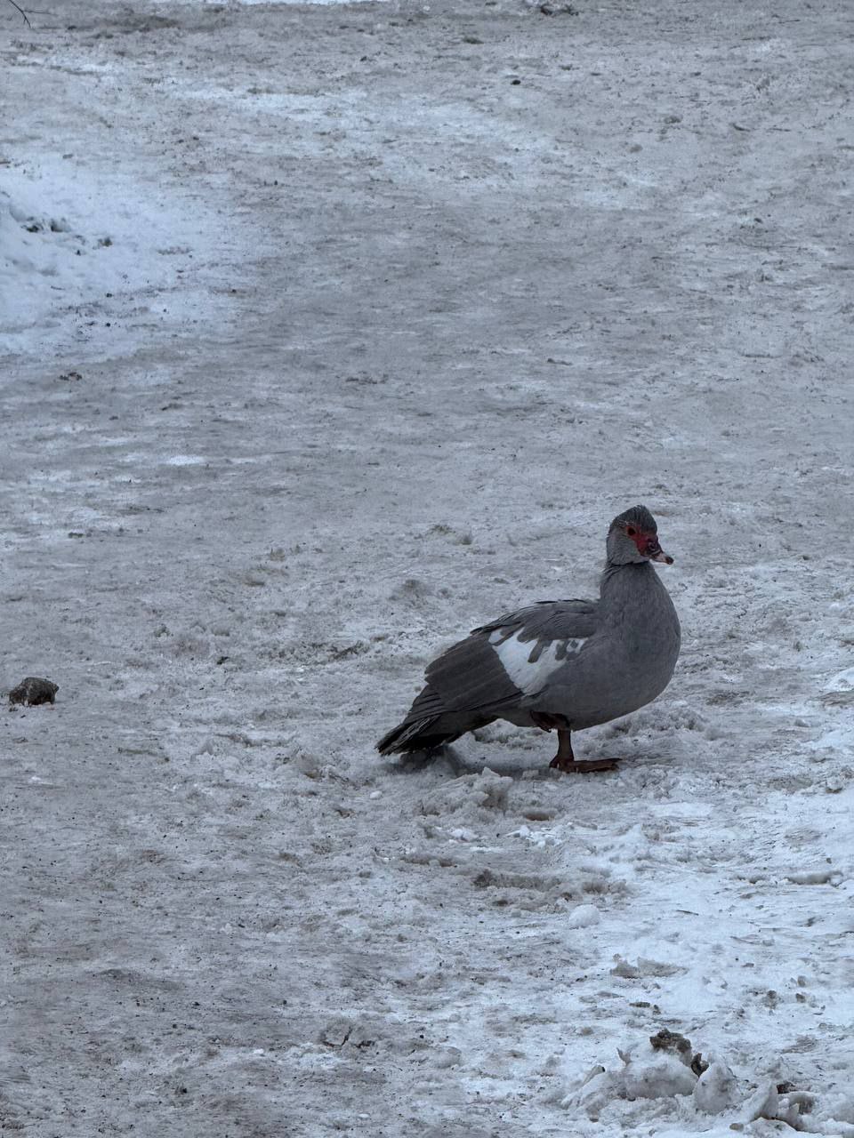 На улице сержанта Мишина обнаружили мускусную утку которой нужна помощь Как говорят специалисты из Биосферы Балтики птица на улице не выживет Её нужно поймать Что делать с птицей и где она находится можно узнать в посте волонтёров Как помочь утке тоже расскажут в Биосфере