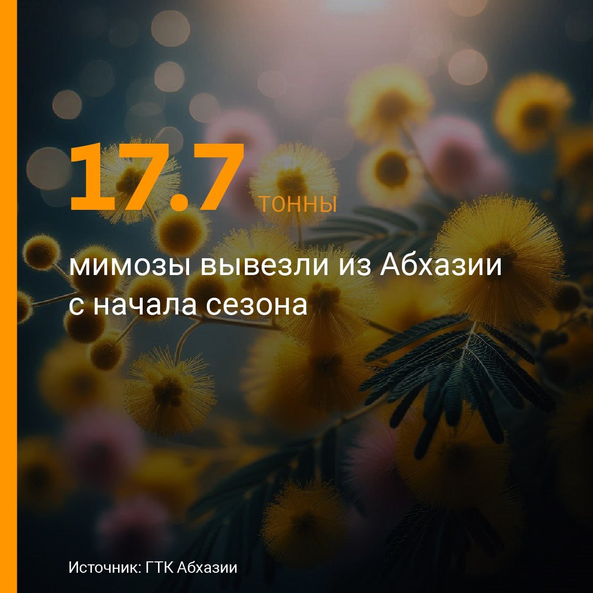 17,7 тонны мимозы экспортировала Абхазия в Россию с начала сезона.   Это почти в 5 раз больше, чем за аналогичный период прошлого года, сообщили Sputnik в Государственном таможенном комитете. В 2024 году за аналогичный период было вывезено 3,8 тонны, в 2023 году – 7,4 тонны. Причина столь большой разницы — теплая погода в конце января и в первой половине февраля, повлиявшая на раннее цветение.  По прогнозам ведомства, общий объем экспорта мимозы в текущем году может составить 200-250 тонн.   Новости на абхазском – Sputnik Аԥсны