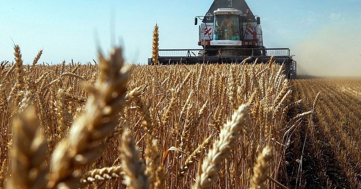 В сельхозпредприятиях Прикубанского округа завершается уборка зерновых культур Кроме обновления рекорда по урожайности в учхозе «Кубань», аграрии Прикубанского округа значительно превзошли прошлогодние показатели и по объёмам собранного урожая. Пока убрано 95% процентов площадей, а собрали на 6230 тонн зерновых и зернобобовых культур больше, чем в 2024 году. Ожидается, что урожай 2025 года превысит прошлогодние показатели на 11-12%. Как всегда, в лидерах по урожайности и тоннажу собранного урожая учебно-опытное хозяйство «Кубань», Национальный Центр зерна имени П.П. Лукьяненко, учебно-опытное хозяйство «Краснодарское» и ФНЦ ВНИИМК. В конце августа специальная городская комиссия определит передовиков «Жатвы-2025». В минувшем году весь пьедестал почёта взяли аграрии Прикубанского округа. Уверены, итоги нынешних соревнований среди работников сельхозпредприятий не преподнесут сюрпризов.