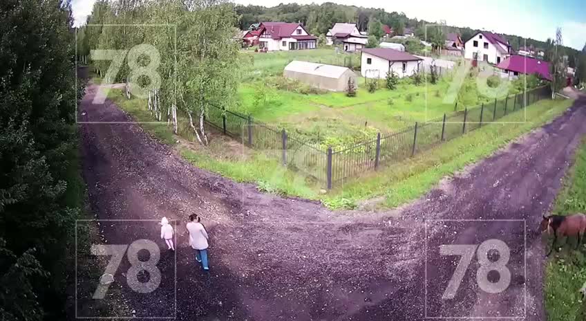 В Ленобласти конь напал на двух женщин, одна из них в тяжелом состоянии
