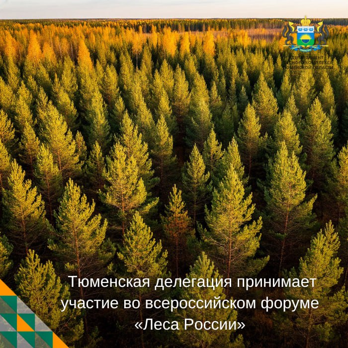 24 25 сентября в Нижнем Новгороде пройдёт форум Леса России В его работе примет участие делегация Тюменской области директор департамента лесного комплекса Леонид Остроумов директор Тюменского управления лесами Виктория Горшкова и директор Тюменской авиабазы Николай Мальцев В программе форума пленарное заседание и тематические круглые столы где обсудят ключевые вопросы развития лесной отрасли Среди тем рациональное использование лесных ресурсов цифровизация биржевые торги лесоматериалами а также подготовка и привлечение молодых специалистов Форум соберёт представителей федеральных и региональных органов власти Госдумы и Совета Федерации Минприроды России Рослесхоза бизнеса науки образования волонтёров и общественников Организаторы мероприятия Минприроды России Рослесхоз Минпромторг России и Правительство Нижегородской области По информации Рослесхоза