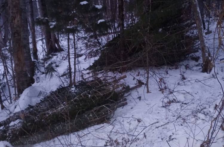 На севере Приморья вновь зафиксировали незаконную рубку новогодних деревьев Всего лесники обнаружили 200 срубленных пихт Задержан один человек его доставили в Дальнереченское отделение МВД На месте вырубки также был изъят автомобиль Тойота Прадо который помещён на арест площадку Сумма ущерба по данным краевого минлесхоза составила 786 723 рубля Злоумышленникам грозит до 7 лет лишения свободы Подписывайтесь на РБК Восток