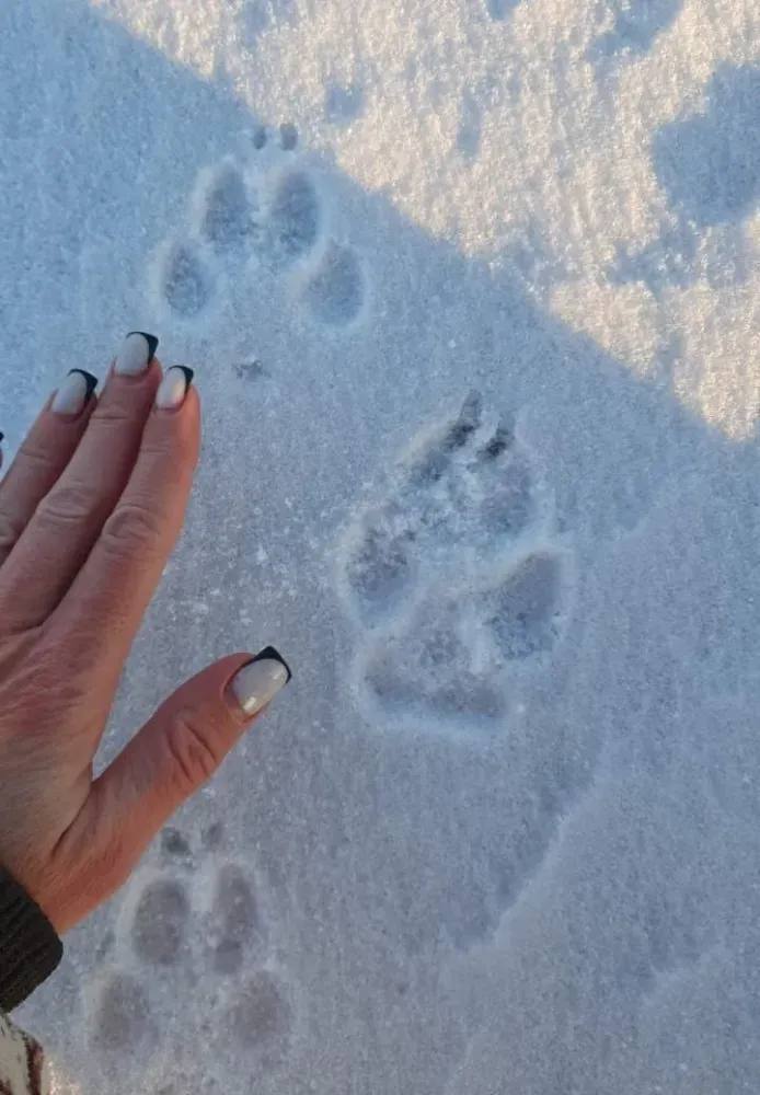 Охота сорвалась волка неудачника заметили на льду в Приамурье Зверь спугнул группу косуль В Ромненском округе егерю местного охотсообщества повстречался одинокий волк Во время видеосъемки животное бежало по реке Томь Хищник спугнул группу косуль но охота судя по всему не задалась отметили в Дирекции по охране и использованию животного мира и ООПТ Амурской области Волки очень осторожные и при этом умные животные Но в этом случае серый видимо слишком увлекся косулями а потом был раздосадован поэтому вовремя не учуял егеря Обычно волки категорически отказываются от съемок и не дают комментариев иронично добавили амурские охотоведы Скриншот и видео t me amuroopt ТЕЛЕПОРТ РФ здесь все об Амурской области  Мы в МАХ  Написать нам