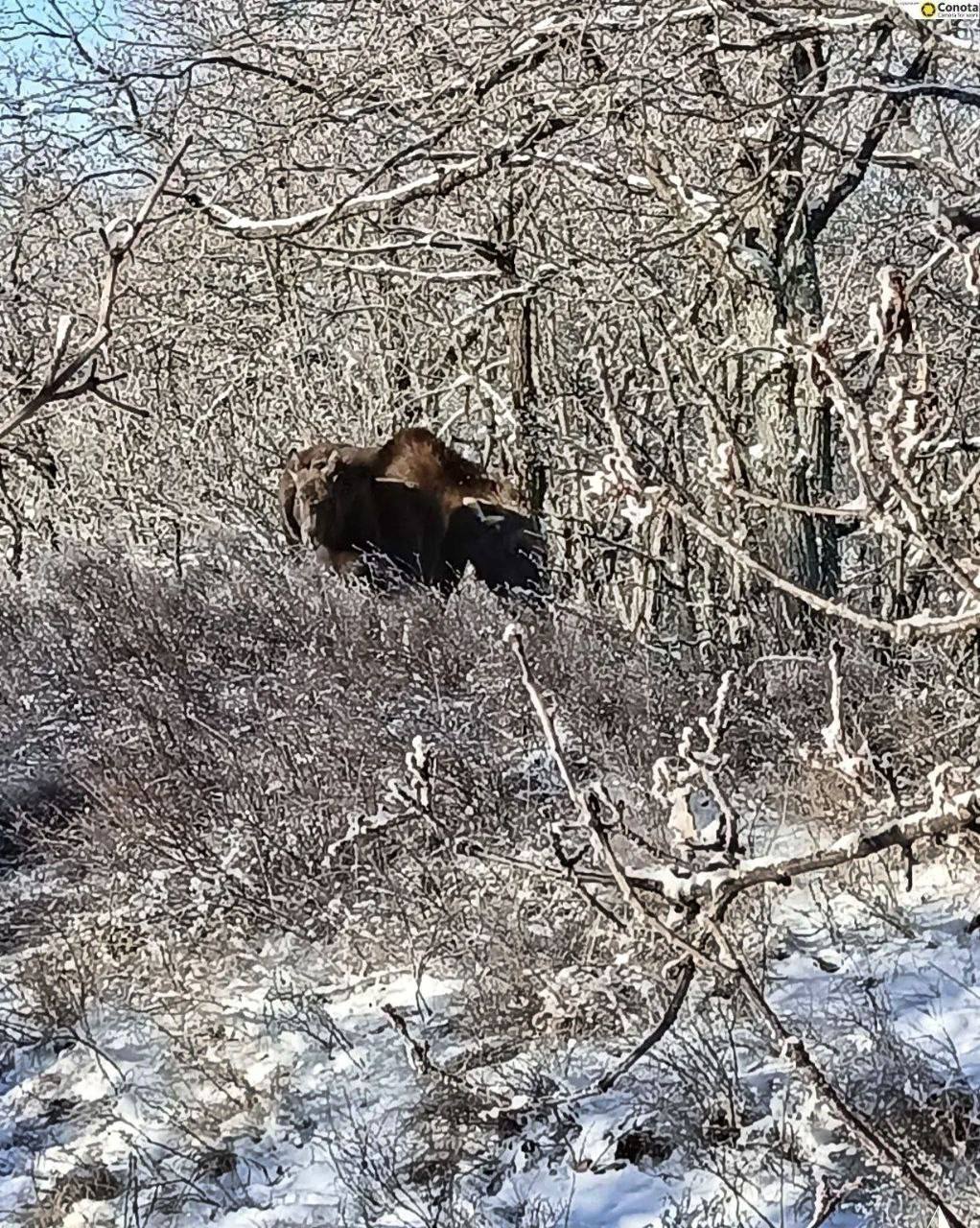 Во время патрулирования территории инспектор заказника Наказбашевский Шафкат Ярышев сфотографировал лосиху Присмотревшись он разглядел рядом и её лосёнка искусно затаившегося в лесной чаще Минэкологии РБ БашПрирода