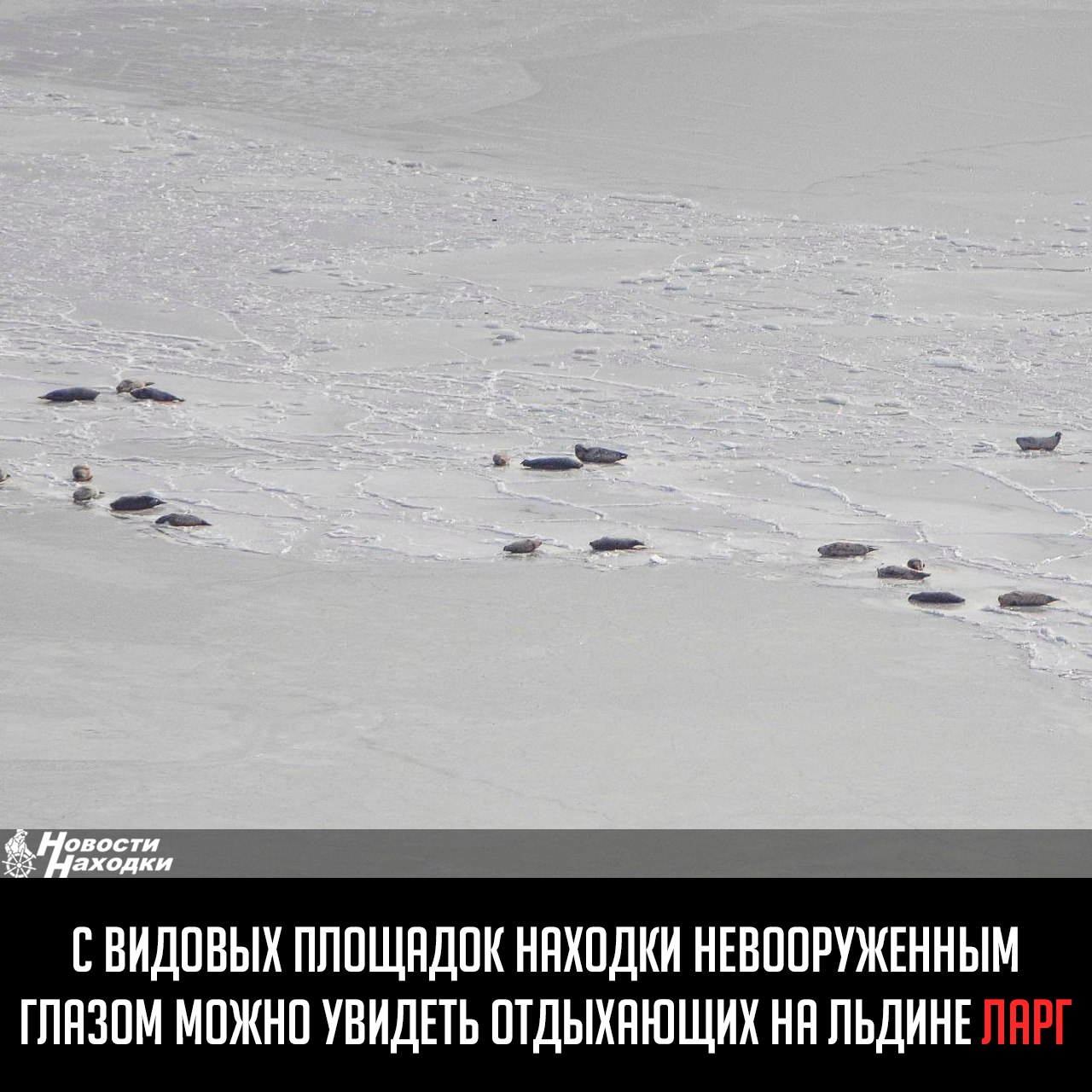 Жители Находки, прогуливающиеся в городском парке на Гагарина, со смотровой площадки заметили на льду бухты стадо ларг. Об этом сообщает тг-канал «Красивая Находка».  Там отметили, что при наличии бинокля или фотоаппарата все желающие смогут и более детально рассмотреть этих восхитительных животных.