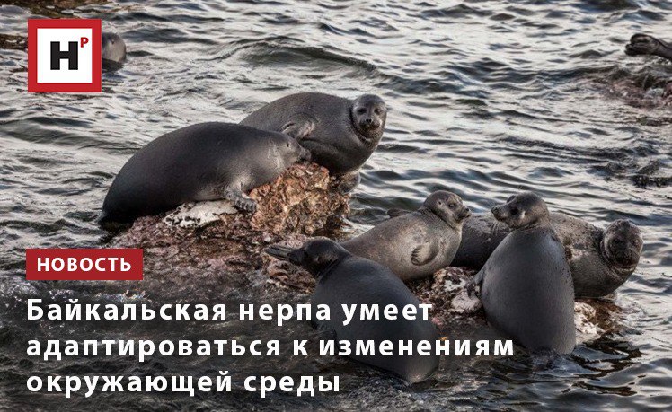 Ученые Байкальского музея СО РАН проанализировали динамику ледового режима озера Байкал в весенний период с 2002 по 2023 год и оценили воздействие климатических изменений на поведение и здоровье байкальских нерп Специалисты пришли к выводу что температурные колебания приводящие к сокращению существования плавающих льдов негативно влияют на жизнь нерп их репродуктивный режим и физиологические особенности Перемены в экосистеме Байкала могут заставить нерп поменять стратегию выживания При недостаточном количестве льда для сохранения вида байкальской нерпе придется менять лед как платформу для воспроизводства на сушу Однако круглогодичное отсутствие льда может привести к исчезновению популяции байкальского эндемика но это маловероятный сценарий Сегодня специалисты наблюдающие за байкальскими нерпами не видят критических и значимых угроз их существованию связанных с климатическими изменениями Фото Владимир Короткоручко Подробнее на портале Научная Россия нерпа популяция