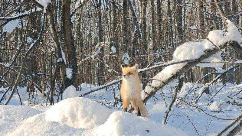 Скорее всего, тольяттинские живодеры убили лисицу, которую подкармливали все жители Рождествено и приезжающие туристы, когда ездили по "зимнику". Она не боялась автомобилей и всегда выходила из леса сфотографироваться.