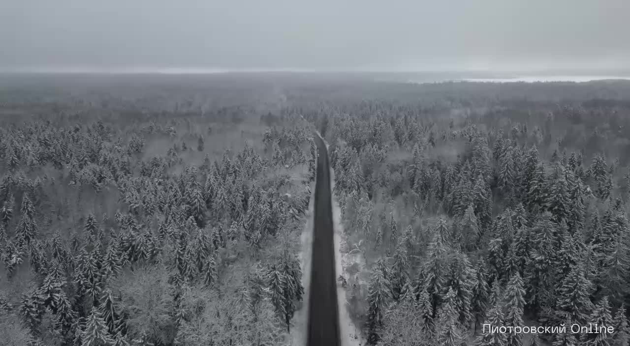 Главная новогодняя ель Петербурга приедет из Копорского лесничества