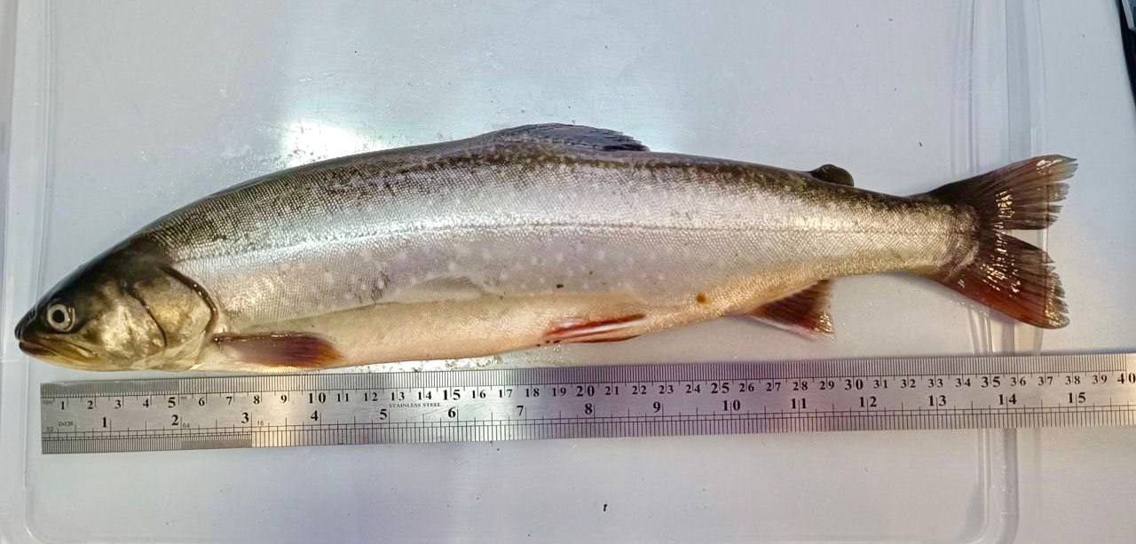 В Сибири проводят эксперимент по выращиванию самой полезной рыбы Такой эпитет достался путоранскому гольцу за рекордное содержание омега 3 полиненасыщенных жирных кислот Эту рыбу ученые обнаружили несколько лет назад в озере на Таймыре Тогда же они взяли икру для изучения и оценки перспектив аквакультурного разведения ведь промышленный вылов этой редкой рыбы в отдаленных районах невозможен К настоящему времени одомашненные таймырские гольцы выросли до 3 кг что делает эксперимент успешным подчеркивают исследователи Но это не предел в естественной среде масса этой рыбы достигает 14 20 кг Формирование ремонтно маточного стада занимает 5 7 лет в него планируют добавлять генетический материал из природных популяций Омега 3 поддерживает здоровье сердечно сосудистой и нервной систем способствует сохранению молодости кожи и предотвращает дегенеративные изменения мозга Фото экспертный центр ПОРА vetandlife Наши каналы