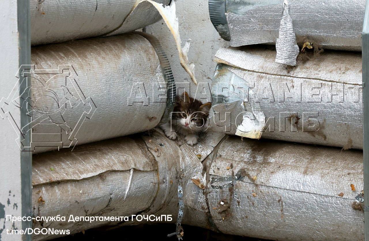  Пушистое недоразумение: спасатели достали котят из вентиляционной трубы в САО Днём 30 мая в Службу 112 Москвы поступило сообщение от взволнованных жителей дома на Хорошевском шоссе: из вентиляционной трубы доносится жалобный кошачий писк. Самостоятельно освободить пушистых пленников жильцы не могли и вызвали спасателей. На место прибыл расчёт АСО №2 столичного Пожарно-спасательного центра. Со слов заявителей, на крыше дома не так давно окотилась кошечка. Пара пушистых сорванцов, видимо, в порыве озорной игры угодили в вентиляционную трубу, выбраться из которой никак не могли, потому что у них лапки. Спасатели с помощью специального инструмента сделали небольшой аккуратный лаз для пушистых пленников, а выманили их из укрытия уже вкусняшками. Соблазн был так велик, что даже самый застенчивый из двух пушистиков, всё-таки выбежал наружу и принялся за лакомства. В ходе спасательной операции ни один пушистик не пострадал #дгочс #псц #спасателиМосквы
