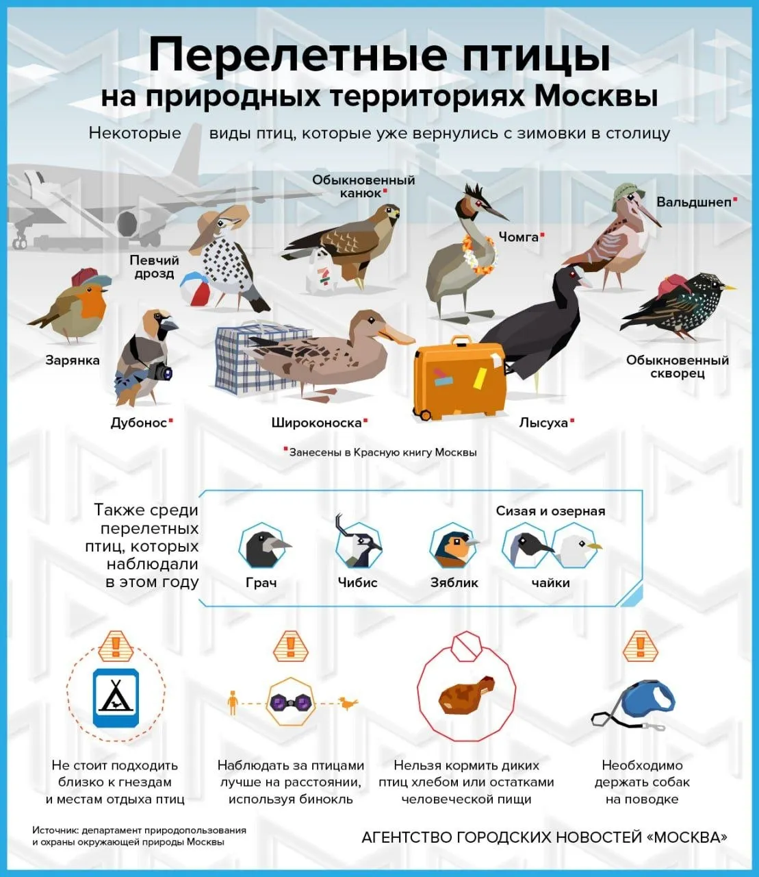 Перелетные птицы возвращаются на зеленые территории столицы В парке Царицыно заметили мухоловку пеструшку и славку черноголовку в ландшафтном заказнике Долина реки Сходни в Куркино пеночку трещотку а в Новой Москве речных крачек занесенных в Красную книгу города Агентство Москва в Максе
