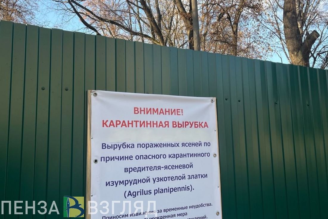 В Пензе вырубили порядка 350 деревьев пораженных ясеневой златкой В Пензе проходит ежегодная прямая линия губернатора Пензенской области Олега Мельниченко в рамках которой он отвечает на главные вопросы жителей региона Очередной вопрос озвученный в адрес главы Пензенской области коснулся проблемы уничтожения зеленых насаждений ясеневой златкой насекомым которое питается различными видами ясеня Олег Мельниченко проинформировал что единственная мера борьбы с вредителем вырубка зараженных деревьев Таким образом в этом году были ликвидированы порядка 350 насаждений По словам главы региона вырубку стараются компенсировать На сегодняшний день специалисты высадили 3 5 тысячи новых деревьев в том числе подрощенных В следующем году работы планируют продолжить Озеленение коснется проспекта Строителей улиц Захарова Калинина Измайлова Антонова Чаадаева и других Подписаться на Пенза Взгляд в ТГ Подписаться на Пенза Взгляд в MAХ