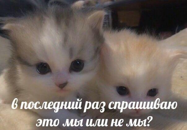 Обмен милыми фото животных укрепляет отношения Как показало новое исследование ученых из Университета Конкордия, обмен фотографиями и видео с животными выполняет важную социальную функцию: он помогает формировать и поддерживать эмоциональные связи между людьми. В статье, опубликованной в Journal of Consumer Research, авторы вводят понятие «аффективных цифровых встреч» — это онлайн-взаимодействия, вызывающие теплые чувства и сближение. По мнению исследователей, обмен изображениями животных — это своеобразный жест симпатии в межличностных или парасоциальных отношениях. Его можно сравнить с поведением некоторых видов пингвинов, которые приносят своим потенциальным партнерам камешки в знак внимания. «Создание, потребление и распространение фото с животными стало настоящим культурным феноменом, — говорит профессор Зейнеп Арсель из бизнес-школы Джона Молсона — Это давно вышло за рамки рекламы зоотоваров — речь идет об обмене эмоциями, заботой и вниманием». Чтобы понять, как работает эта форма цифрового взаимодействия, исследователи разработали модель, описывающую путь «аффективного объекта» от момента создания до широкой публикации. Они сосредоточились на инстаграм, проанализировали личный опыт общения с домашними животными, а также провели интервью с авторами контента, администраторами зоостраниц и подписчиками. В рамках исследования описывается трехэтапный процесс: Индексация На первом этапе создается эмоционально окрашенный образ — фотография, видео или гифка животного сопровождается подписью, хэштегами, игрой слов, антропоморфными деталями одежда, выражение мордочки и т.д. . Так между человеком и животным формируется эмоциональная цифровая связь. Реиндексация После публикации контент получает новое значение в зависимости от контекста получателя. Люди делятся фото с друзьями или партнерами, добавляя: «Это так на тебя похоже» или «Я сразу подумал о тебе». Таким образом возникает дополнительный слой смысла, основанный на личной истории и общих воспоминаниях. Деконтекстуализация На заключительном этапе оригинальный контекст теряется или упрощается — и изображение начинает «жить своей жизнью» в интернете. Лучшие авторы и мем-креаторы умеют встроить в такие картинки культурные отсылки, шутки и тренды, превращая их в универсальные образы, понятные широкой аудитории. Задонатить «Косе» Подписаться Вступить в комьюнити