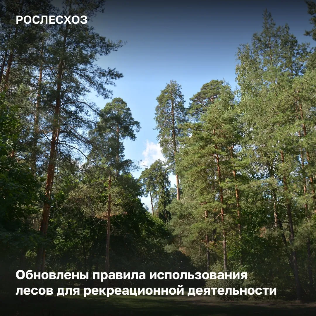Обновленные правила определяют порядок использования лесных участков для рекреационной деятельности связанной с оказанием услуг в сфере туризма физической культуры и спорта организации отдыха и укрепления здоровья граждан Правила вступают в силу с 1 сентября 2026 года и будут действовать до 1 сентября 2032 года Использование участков лесные участки предоставляются в постоянное пользование государственным и муниципальным учреждениям а юрлицам и предпринимателям в аренду Рекреационная деятельность в лесу не должна наносить вред окружающей среде Кроме того если невозможна охрана редких и находящихся под угрозой исчезновения растений и грибов занесенных в Красную книгу или красные книги регионов то в данном случае использование лесов для такой цели не допускается Леса для рекреационной деятельности могут использоваться для организации туристический станций троп и трасс проведения культурно массовых мероприятий пешеходных велосипедных и лыжных прогулок конных прогулок занятий изобразительным искусством познавательных и экологических экскурсий спортивных соревнований физкультурно спортивных фестивалей и тренировочных сборов Про размещение объектов капитальные и некапитальные строения могут размещаться только на участках не занятых лесными насаждениями не допускается создание объектов являющихся местами жительства физических лиц Запрет на рубки предусмотрен запрет на сплошные рубки для строительства объектов не связанных с созданием лесной инфраструктуры а также запрет на выборочные рубки при возведении некапитальных строений не связанных с созданием лесной инфраструктуры Создание лесной инфраструктуры арендаторы могут создавать лесную инфраструктуру включая лесные дороги а также осуществлять строительство реконструкцию и эксплуатацию объектов капитального строительства для оказания туристических услуг при условии что участок не занят лесными насаждениями и площадь размещаемых объектов не превышает 20 предоставленного участка и общую площадь 1 га В обновленных правилах запрещены сплошные а также выборочные рубки там где они не связаны с созданием лесной инфраструктуры Также не допускается строительство жилых домов на лесных участках предоставленных для рекреации Безусловно это позволит развивать туристическую инфраструктуру при условии сохранения лесных ресурсов и их биоразнообразия отметила начальник Управления правового обеспечения и использования лесов Рослесхоза Елена Бородавкина Рослесхоз в Макс max ru rosleshozrf