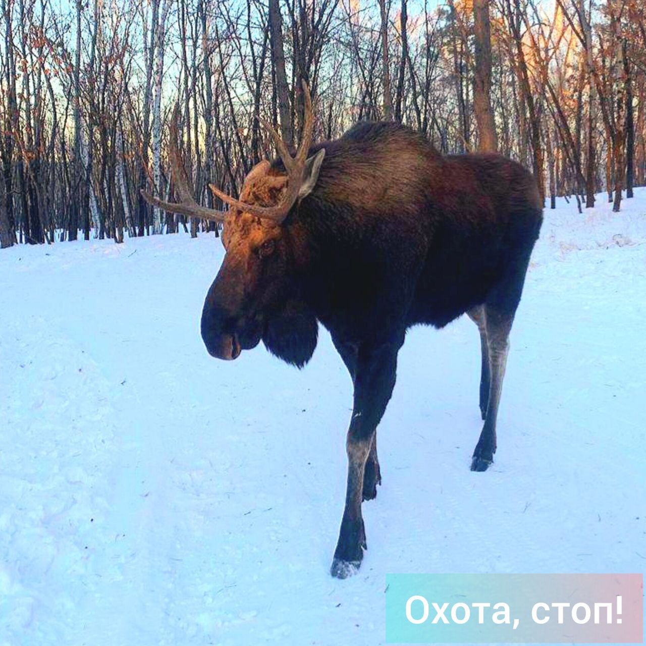 В Приамурье закрылась охота на косулю, изюбря и лося, сообщает управление по охране животных в Амурской области. Сезон добычи наиболее популярных у амурских охотников копытных длился больше трех месяцев.  Охота на лося в регионе открылась 15 сентября, на косулю и изюбря – 1 октября, напоминает ведомство.  Фото управления по охране животных в Амурской области.     #zvportal #zvestnik #зейскийвестник #зея_охота_стоп