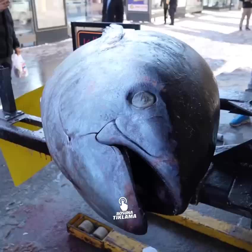 В Эрзинджане выставлен на продажу гигантский тунец весом 365 кг