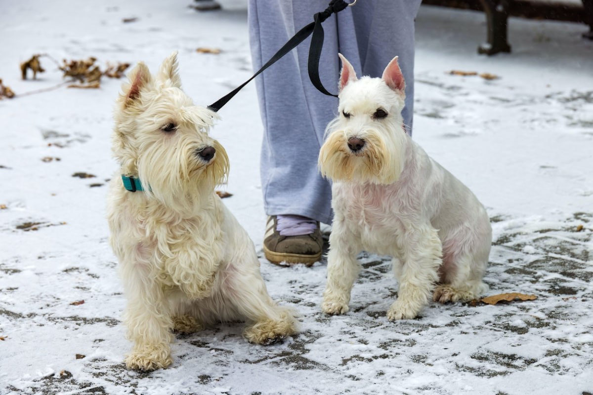 Челябинский ветеринар рассказал опасно ли для собак обязательное чипирование gubernia74 ru articles society 1138371 С 1 января 2026 года в Челябинской области вступил в силу новый порядок регистрации домашних животных Теперь владельцы обязаны регистрировать собак и кошек старше трех месяцев Регистрация бесплатна Владельцу нужно прийти лично предоставить животное паспорт и написать заявление Для собак обязательно проводится чипирование под кожу им вводится электронный идентификатор который хозяин приобретает самостоятельно Кошек чипируют по желанию их владельцев Зачем нужен чип С его помощью можно найти потерянное животное рассказывает главный ветеринарный врач Челябинской ветстанции Иван Полосков В системе есть данные владельца информация о собаке Если вы нашли на улице животное то можете обратиться в любую государственную клинику и проверить его на наличие микрочипа t me chgub