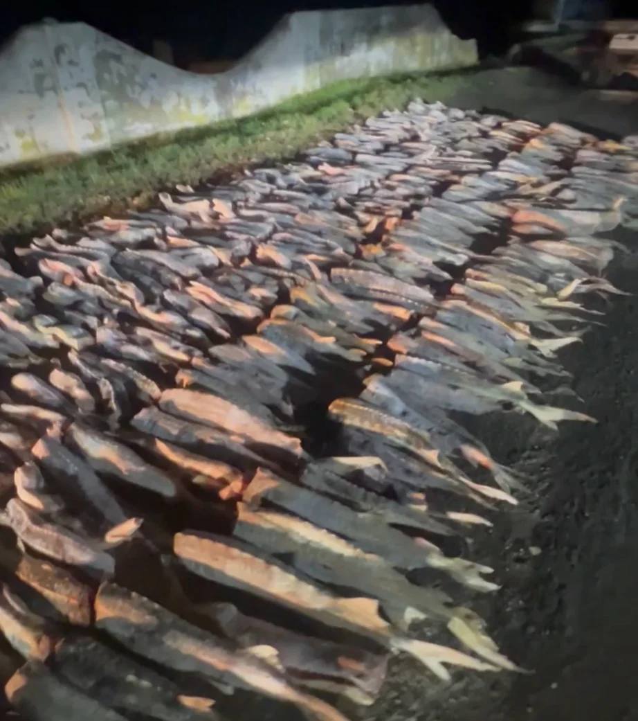 Браконьер с тонной русского осетра на 40 млн рублей задержан в Дагестане Махачкалинской межрайонной природоохранной прокуратурой совместно с сотрудниками регионального УФСБ и УЭБиПК МВД по РД проведены совместные целевые мероприятия направленные на пресечение каналов поставки особо ценных видов рыб Установлено что местный житель в багажнике автомобиля перевозил 320 экземпляров особо ценного вида рыб занесенного в Красную книгу русского осетра общим весом более 1 тонны Ущерб превысил 40 млн рублей