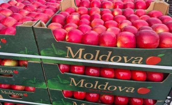 Производство яблок в Молдове сократится  В Молдове в этом году, по прогнозам, соберут 277 тыс. тонн яблок, что на 31,5% меньше, чем в 2024 году, когда было собрано 404,6 тыс. тонн. Такие предварительные данные были предоставлены Ассоциацией «Moldova Fruct».  По словам исполнительного директора «Moldova Fruct» Юрия Фалэ, спад обусловлен, главным образом, двумя волнами весенних заморозков и сокращением площадей под плодоносящими культурами.  Из общего урожая 2025 года около 70 тыс. тонн  25,3%  будет экспортировано, что более чем на 33 тыс. тонн меньше, чем в прошлом году.