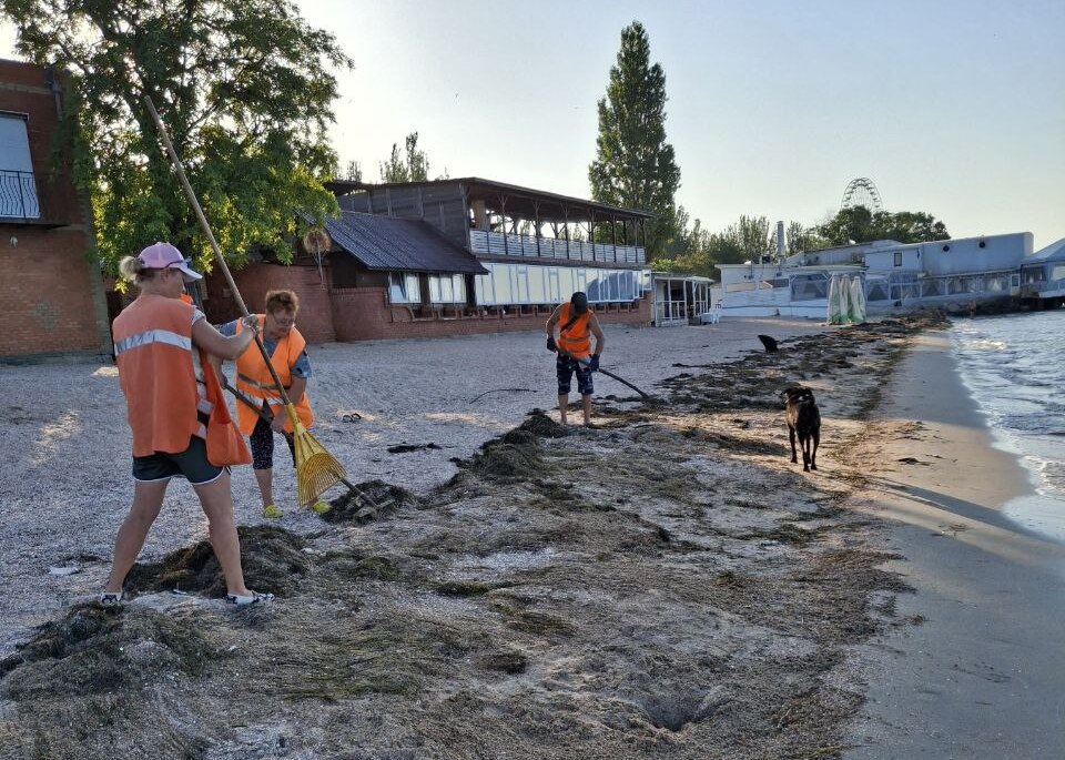 Пляж Бердянска очистили от морской травы  Уборку провели работники МБУ «Благоустройство. Бердянск» после выходных.  «Помимо мусора, оставленного отдыхающими, пришлось прибраться и за морем. Выброшенная ветром и волнами морская трава камка, хоть и является продуктом экосистемы и абсолютно безвредна, все же в больших количествах создает дискомфорт для купающихся», — сообщили в администрации Бердянска.  Весь пляж засыпали водоросли — камка. Их убрали, собрали и вывезли.    Новое.Медиа в Запорожье
