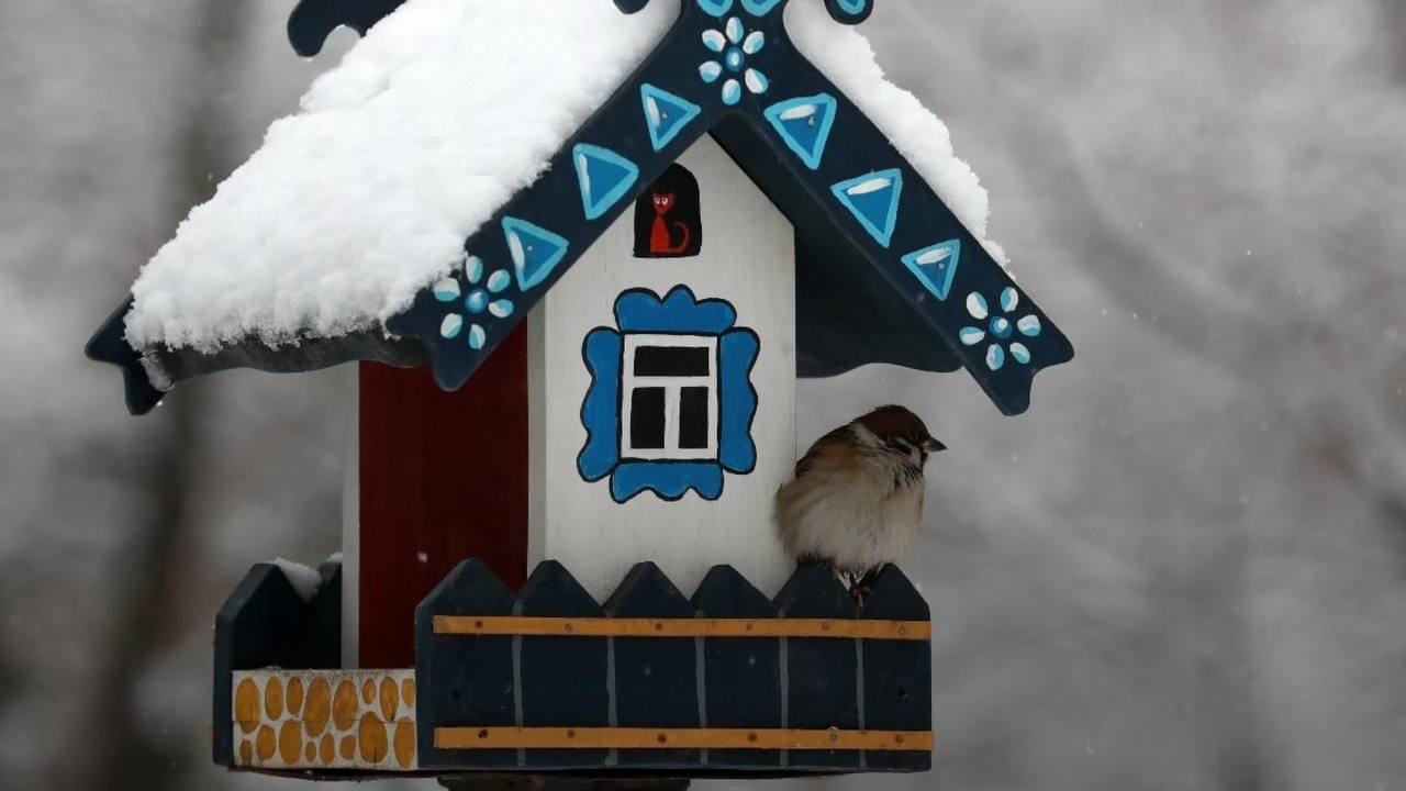 После обильных снегопадов в Москве птицам может быть сложно найти корм Департамент природопользования и охраны окружающей среды обратился к москвичам с просьбой помочь пернатым однако подчеркнул важность правильного выбора корма Специалисты предупреждают что птицам нельзя давать жареное соленое острое копченое хлеб выпечку пшено фрукты и миндаль так как эти продукты могут нанести вред их здоровью Подпишись на нас в МАХ