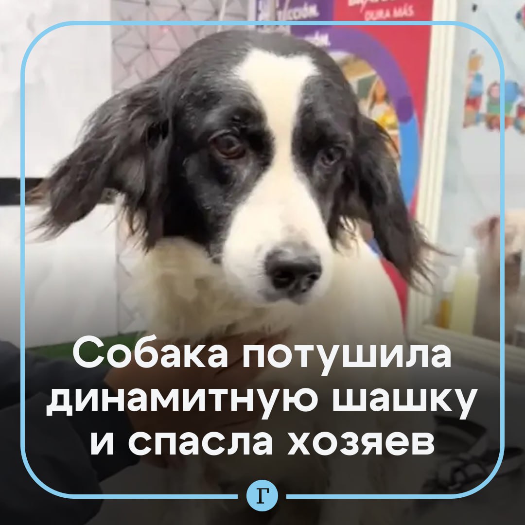 Собака потушила динамитную шашку и спасла целую семью от гибели Неизвестный решил расправиться с перуанским журналистом Карлосом Сарате при помощи динамита Он поджег фитиль и бросил взрывное устройство во двор дома Взрывоопасную шашку нашла собака перуанца Мачис сначала она потыкала в нее носом а затем начала жевать От этих манипуляций фитиль погас Позже Карлос увидел свою питомицу с динамитом в пасти и отобрал опасный предмет Спасение семьи не прошло для Мачис даром она лишилась голоса и теперь ее лай напоминает скрипучую дверь Зато о ее истории узнали в соцсетях и хвостатая прославилась как настоящая героиня Хорошая девочка заслуживает ваших