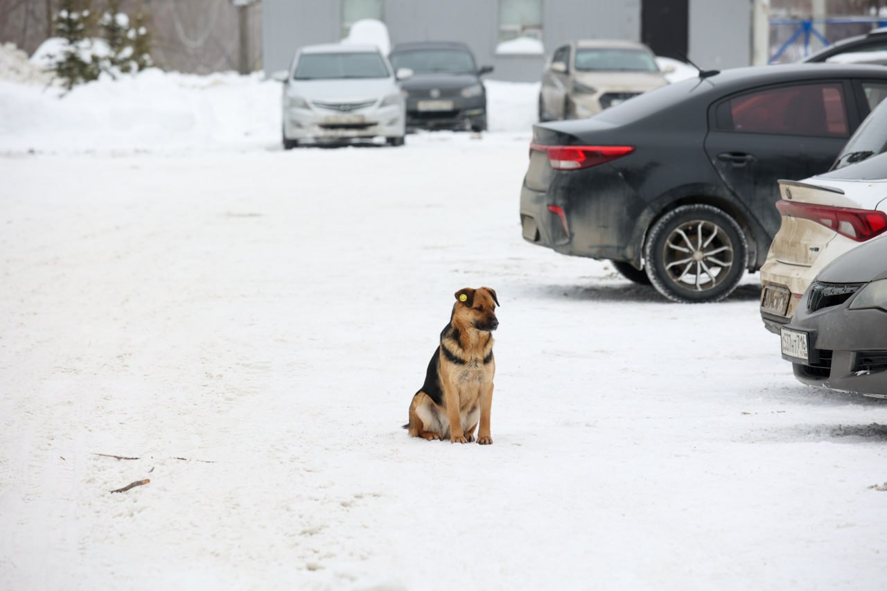 После трагедии в Васильево в Татарстане ужесточают контроль над бездомными животными В республике уже разрабатывается соответствующий законопроект сообщил замначальника ГУ ветеринарии Кабмина РТ Ильшат Гиниятуллин По его словам новые нормы разрабатываются в рамках федерального законодательства и призваны расширить полномочия Кабинета министров РТ а также основания для помещения животных под надзор в приютах Сама программа ОСВВ работает но собака как и любое животное индивидуальна мы не можем проконтролировать их особенности Они могут проявлять агрессию без причины сказал Гиниятуллин Сегодня в Татарстане порядка 20 тысяч бездомных животных однако их массовое уничтожение запрещено действующим законодательством При этом число пойманных бездомных собак продолжает снижаться второй год подряд в ведомстве снижение показателя называют положительной статистикой Также чиновник из РТ попросил депутата Госдумы ужесточить правила касающиеся бездомных псов KazanFirst   в бот