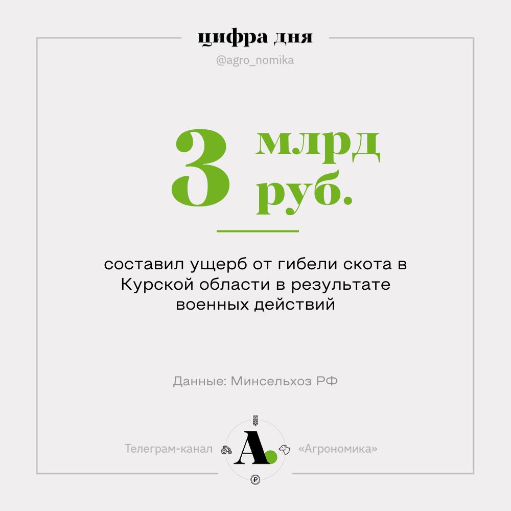 В Курской области погибло около 25 700 голов крупного рогатого скота и 322 600 голов свиней, подсчитали в минсельхозе. Общий ущерб превышает 3 млрд рублей. Все это поголовье планируется восстановить, минсельхоз запросил под эти цели дополнительное финансирование. В качестве одной из мер поддержки обсуждается возврат льготного кредитования для производителей свинины, которое отменили несколько лет назад.  — Думаем вернуть льготное кредитование на определенный объем выпуска, чтобы закрыть потребности внутреннего рынка и в то же время не создать перепроизводства и не обвалить закупочные цены, сообщила министр Лут.  По данным минсельхоза, из-за тяжелой ситуации в Курской области производство свинины в России в текущем году останется на уровне 6 млн тонн, хотя изначально планировался рост 4%.   Ранее мы публиковали кадры, как сотни брошенных свиней бегают по дорогам в Курской области в поисках пропитания.  В растениеводстве тоже есть потери. Из-за боевых действий аграрии в регионе не могут убрать урожай с площади 150 000 га, из-за чего недосчитаются 1,2–1,5 млн тонн зерна.