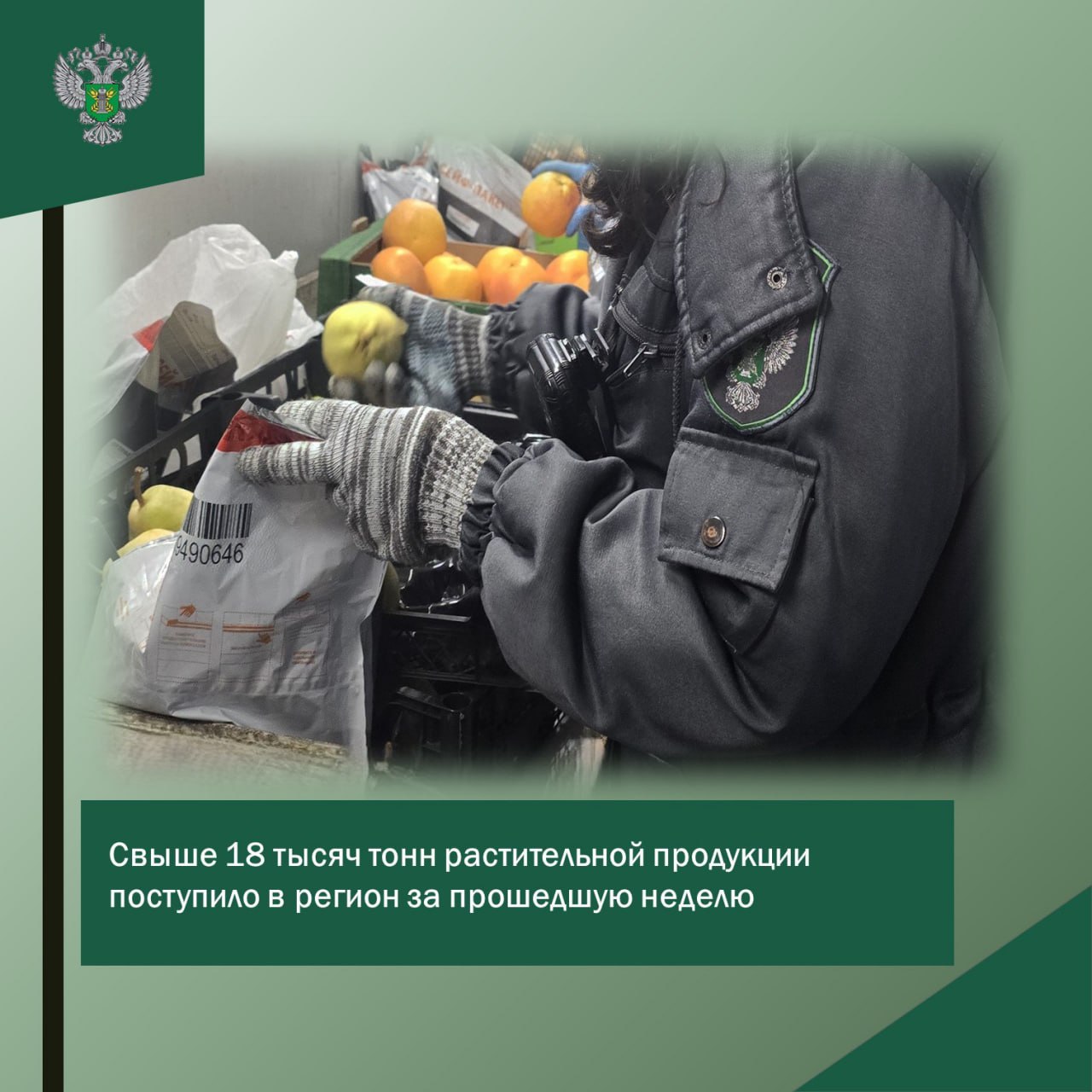 С 13 по 19 октября Управлением Россельхознадзора проконтролировано свыше 18 тысяч тонн растительной продукции при импортных и внутрироссийских поставках Импортировано более 5 5 тыс т включая включая 4 4 тыс т семян рапса для переработки 774 т свежих овощей фруктов и грибов 0 2 т гофрокартона 135 4 т муки ржаной 40 т кофе зеленого 168 т мака продовольственного Кроме того осуществлён контроль 225 штук деревянных ящиков срезанных цветов и посадочного материала в количестве 900 тыс штук Из 11 регионов РФ поступило 17 тыс т рапса бобов соевых муки пшеничной и гофрокартона В 12 случаях выявлено 5 видов карантинных объектов что подтверждено заключениями Калининградского филиала ФГБУ ВНИИЗЖ Общий объем грузов зараженных карантинными объектами составил 3 4 т 218 шт В отношении зараженной продукции проведены необходимые мероприятия Источник Управление Россельхознадзора по Калининградской области