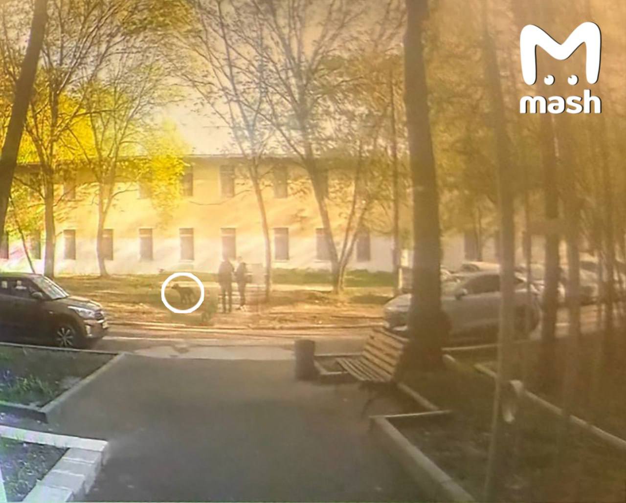 Москвичку оштрафовали за то что она не убрала с улицы мочу своей собаки Это первый подобный случай в России Как сообщает Mash конфликт спровоцировала одна из соседок которая негативно относится к собакам Она написала жалобу в ветнадзор Инспекторы изучили записи с камер наблюдения установленных во дворе и установили что фекалии убраны но моча осталась На этом основании владелице собаки выписали штраф в 1 5 тысячи рублей Комментируя ситуацию специалисты заявили что собачники обязаны брать на прогулки бутылку с водой чтобы смывать мочу за своими питомцами Однако в законе об этом ничего не сказано поэтому женщина будет оспаривать штраф в суде