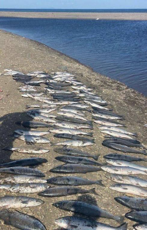 250 килограммов рыбы забрали у нелегальных рыбаков на Сахалине Инспекторы Сахалино-Курильского теруправления Росрыболовства проводили рейды по островным водоёмам с 21 по 27 июля. За эти дни удалось вычислить 97 нарушений правил рыболовства. Ущерб водным биоресурсам оценили почти в 340 тысяч рублей. "В ходе 103 рейдов конфисковали 98 единиц незаконных орудий лова, 250 килограммов рыбы и других водных биоресурсов, 4,5 кило икры лососевых, а также одно транспортное средство", — передают в Сахалино-Курильском ТУ Росрыболовства. По итогам проверок инспекторы составили 68 протоколов об административных нарушениях. Общая сумма наложенных штрафов — 196 000 рублей. Для сообщений о нарушениях работает круглосуточная горячая линия рыбоохраны Сахалино-Курильского территориального управления Росрыболовства: +7 958 -887-38-31 Telegram . Также можно обратиться по телефону +7 4242 -235-281 в будние дни с 9:00 до 18:00.
