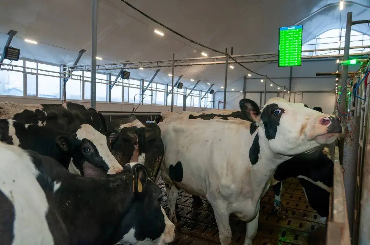 Радий Хабиров о развитии молочной отрасли Перед аграриями Башкортостана поставлена стратегическая задача к 2030 году довести годовой объем производства товарного молока до 1 миллиона тонн Как сообщил Радий Хабиров это потребует удвоения числа современных ферм в республике с нынешних 25 до 50 Новые производства будут основаны на принципах правильного питания и содержания скота полной автоматизации и использовании новейших знаний Отмечая текущие достижения Хабиров привел цифру в 750 тысяч тонн молока и рассказал о недавних успехах Среди них запуск первой очереди экофермы Буляк в Абзелиловском районе и ввод в строй роботизированного комплекса на 1500 коров на племзаводе Урожай в Илишевском районе Руководитель региона подчеркнул что поддержка сельского хозяйства и его поступательная модернизация являются безусловным приоритетом так как именно эта отрасль служит фундаментом продовольственной безопасности и экономической стабильности  Обратная связь  Подписаться  Подписаться в Max