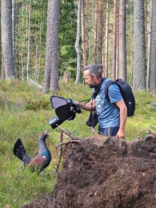 На фотографов в лесу Ленобласти напал странный глухарь   Петербуржцы подверглись нападению в Приозерском районе. Птица, вероятно, пыталась защитить свою территорию, но в итоге даже попозировала фотографам.