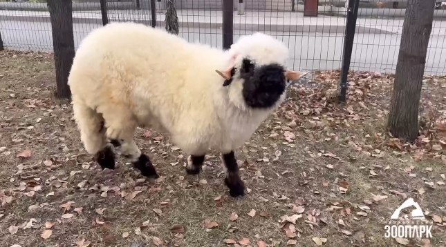 В челябинском зоопарке появился валлийский барашек   www up74 ru articles news 166859 Семимесячный Велес прошел все карантинные мероприятия и теперь пытается подружиться с местными питомцами
