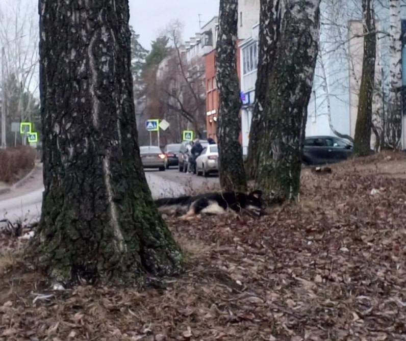 Пока одни спасают собак, другие их травят. В жуковских Кременках массовая смертность бездомных животных  Трупы собак находят по всему городу. Насчитали уже около 10 животных, погибших в муках. Люди уверены, что это показательная казнь догхантеров. Об этом в соцсетях рассказали местные жители, которые бьют тревогу и требуют наказать душегубов. К сожалению отравились и домашние собаки, включая таксу и шпица.   – Сегодня на стоянке перед рынком в страшных муках умирала собака, которая ещё днём бегала весёлая. А ещё 5 дней назад пропали ещё 3 собаки. Люди слышали страшные визги.. Кому они помешали, они не обидели ни одного человека! Буду обращаться в полицию и в администрацию! Это не должно оставаться безнаказанным! – рассказала Елена.    ES! - канал. Подписаться