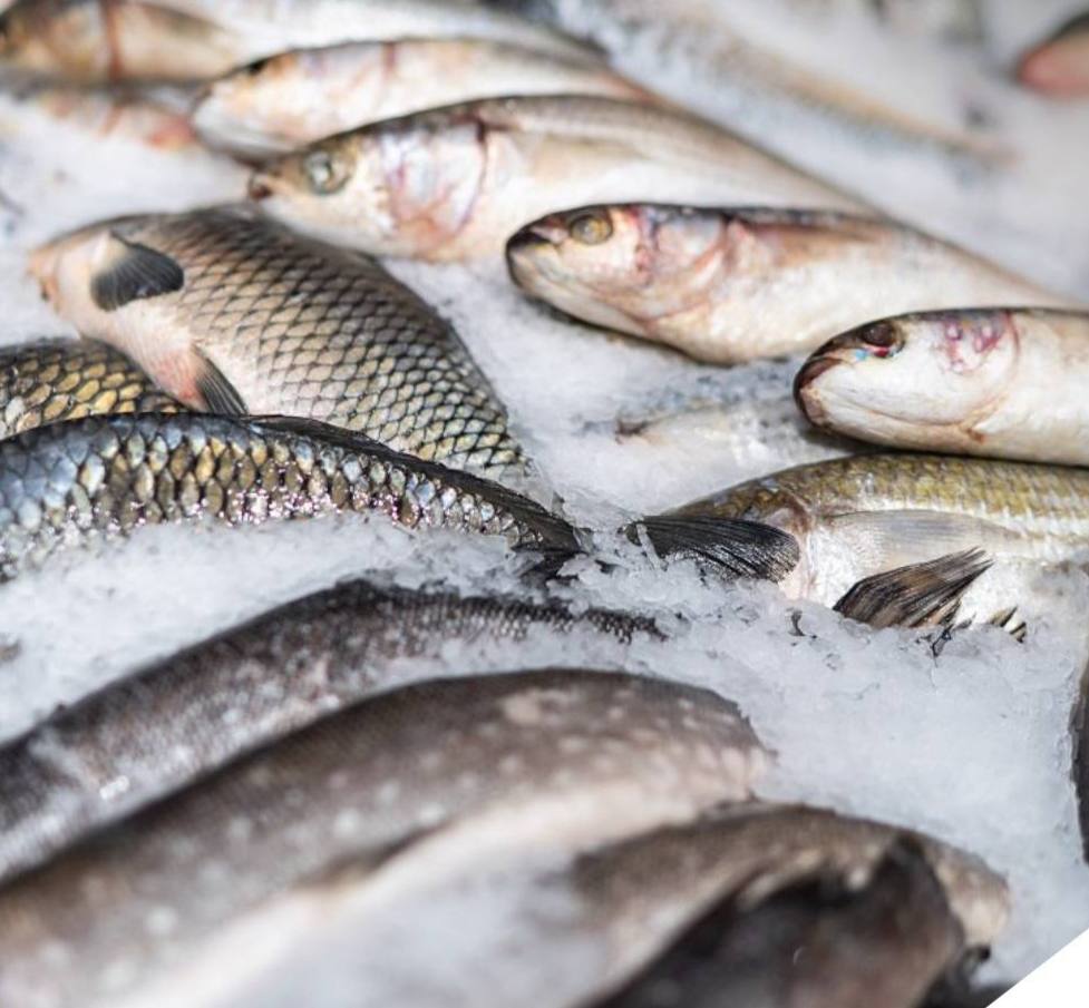Экспортная выручка в I квартале от поставок рыбы и морепродуктов из РФ в Китай выросла на 2% и превысила 680 млн долларов. Поставки в натуральном выражении снизились на 5%, до 275 тыс. тонн, по данным Аналитического центра Рыбного союза.