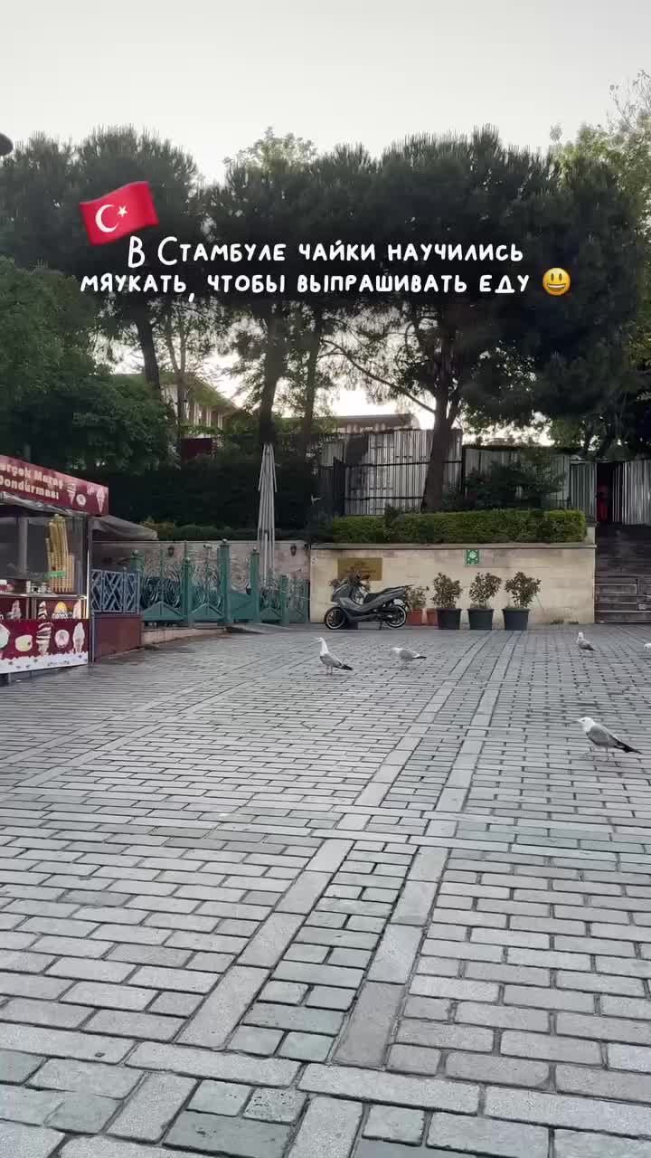Чайки в Стамбуле осваивают кошачий язык для привлечения туристов