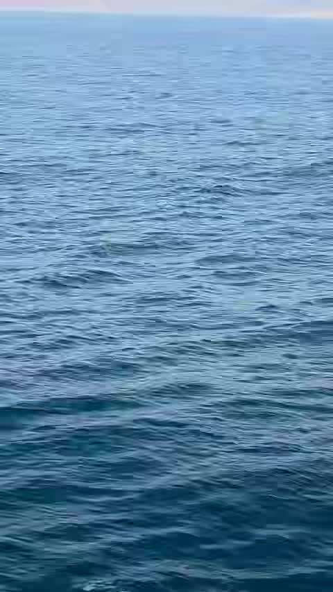 Дельфины удивили рыбаков у берегов Приморья