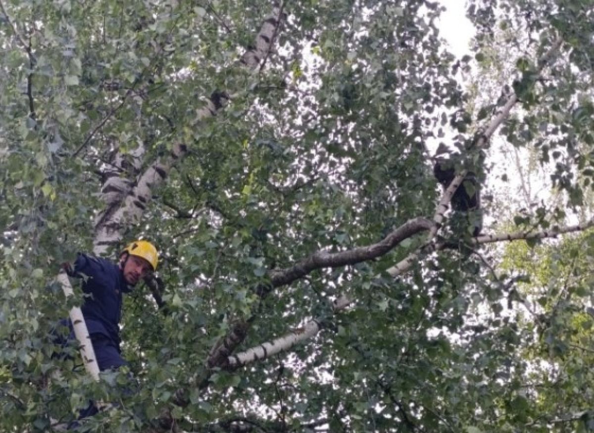 На одной из улиц Орла четвероногому любителю высоты потребовалась помощь В Орле очередной кот не смог обойтись без помощи спасателей. Об этом сообщили в пресс-службе МЧС России по Орловской области. ↗ Прислать новость Подписаться