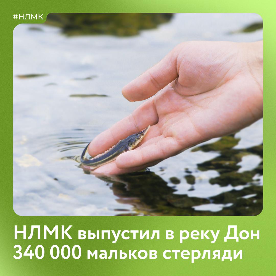 Мы выпустили в Дон 340 тысяч мальков стерляди Эта рыба занесена в Красную книгу и находится под угрозой исчезновения Место для выпуска определило Федеральное агентство по рыболовству Перед этим мальков выращивали три месяца на рыбоводном заводе пока они не стали весить около 3 граммов Такой размер считается идеальным для приживаемости в открытой воде Мы сохраняем природу и постоянно работаем в этом направлении сажаем деревья и кустарники сеем медоносные травы восстанавливаем популяцию филинов в Липецкой области и используем повторно всю воду на комбинате А осенью планируем выпустить в Дон еще 100 тысяч мальков толстолобика НЛМК НЛМК Экология