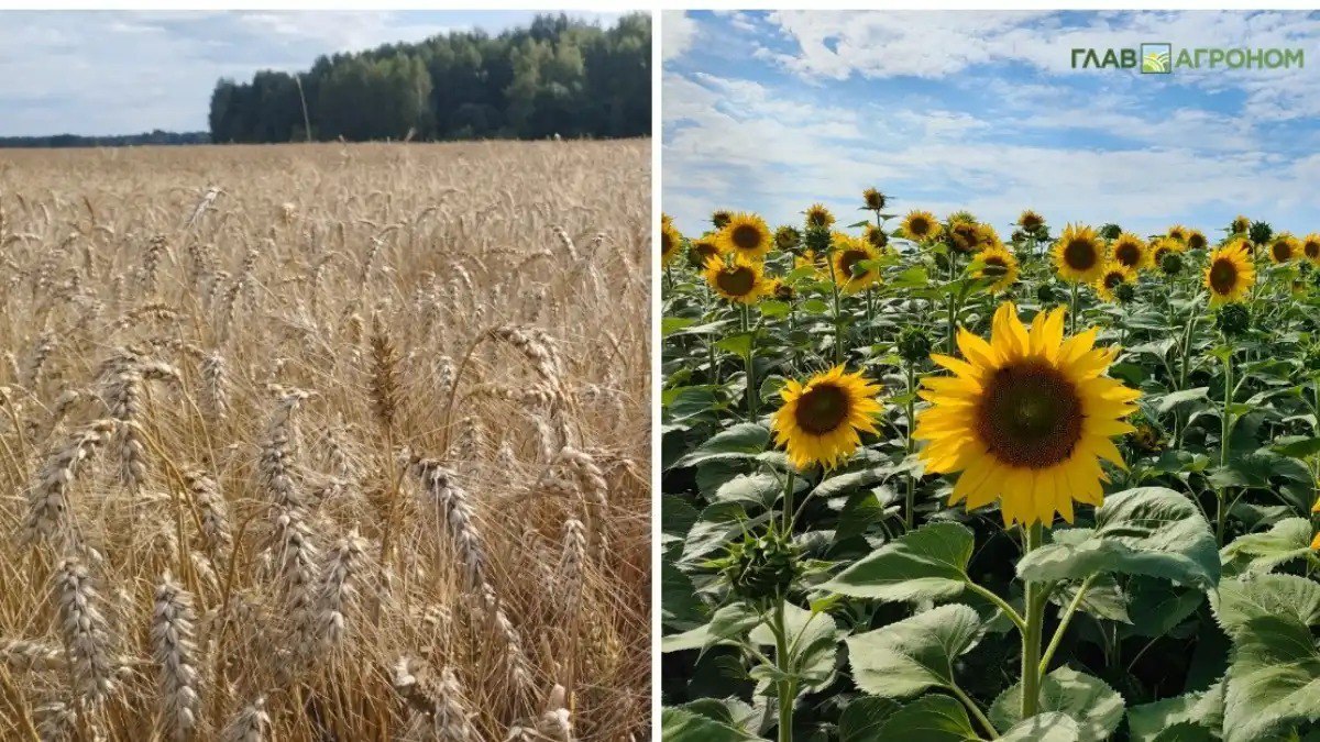 Зерновые и масличные сколько собрала Россия в 2025 году Подведены первые предварительные итоги уборочной кампании зерновых и масличных культур в России 2025 году Подробности