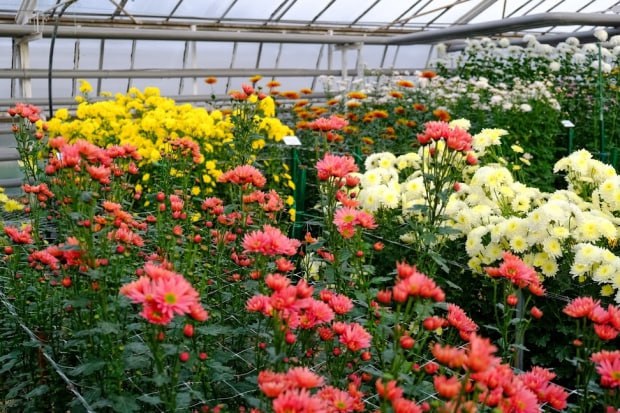 Более 43 тысяч человек посетили ботанический сад Волгоградской области Данный показатель стал рекордным для учреждения за последние годы Этому поспособствовало увеличение экспозиционных площадок По информации облкомприроды региональный ботанический сад продолжает совершенствоваться для посетителей К примеру в оранжерее расположенной в Волжском обновляют теплицы работы планируется завершить до конца 2026 году В планах создание новых экспозиционных площадок обустройство дендрария аптекарского огорода рекреационных зон дорожек скамеек детского уголка Важной задачей для волжской оранжереи станет расширение производственной и научно экспериментальной площадки Кроме того развивается и научное отделение ботанического сада которое базируется в Волгограде Так в 2025 году там стартовал просветительский проект Экопродленка В ближайшие три года будет организован зеленый класс для школьников а также планируется обновление административного здания и лаборатории биотехнологий