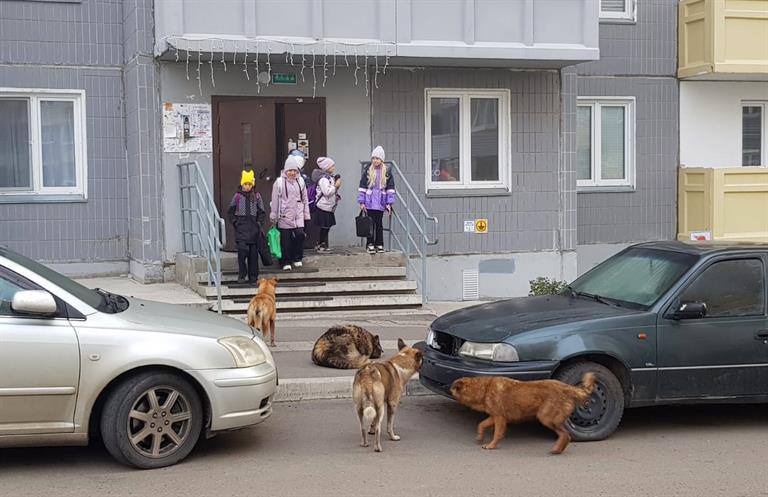 Агрессивных бродячих собак могут разрешить усыплять: новый законопроект готовятся принять в Красноярском крае   Как пояснили разработчики проекта, нынешняя система работы с бродячими собаками «не приносит должного результата». По данным краевого Минприроды, за этот год в крае зарегистрировали 740 случаев нападения бродячих животных на людей, это на 219 случаев больше, чем в прошлом году.  При этом, отмечают в ведомстве, численность безнадзорных животных не сокращается. Сейчас в приютах края содержат более полутора тысяч агрессивных собак, которых нельзя выпускать в среду. Такие собаки живут в приютах пожизненно.  Согласно новому законопроекту, агрессивных или больных псов смогут усыплять через 45 дней после отлова. Определять агрессивность отловленного животного будет специальная комиссия из специалиста ветнадзора и кинолога.   Председатель профильного комитета Заксобрания Виталий Дроздов уточняет: усыплять будут только агрессивных и больных животных, а так называемых «невостребованных» дворняг после чипирования и стерилизации будут отпускать на волю — их умерщвлять никто не будет.    Проект еще не принят, а только готов к первому чтению, в Заксобрании края документ обсудят в этот четверг. Планируется, что второе — окончательное чтение — пройдет в феврале. После, в случае принятия закона, он уже вступит в силу.