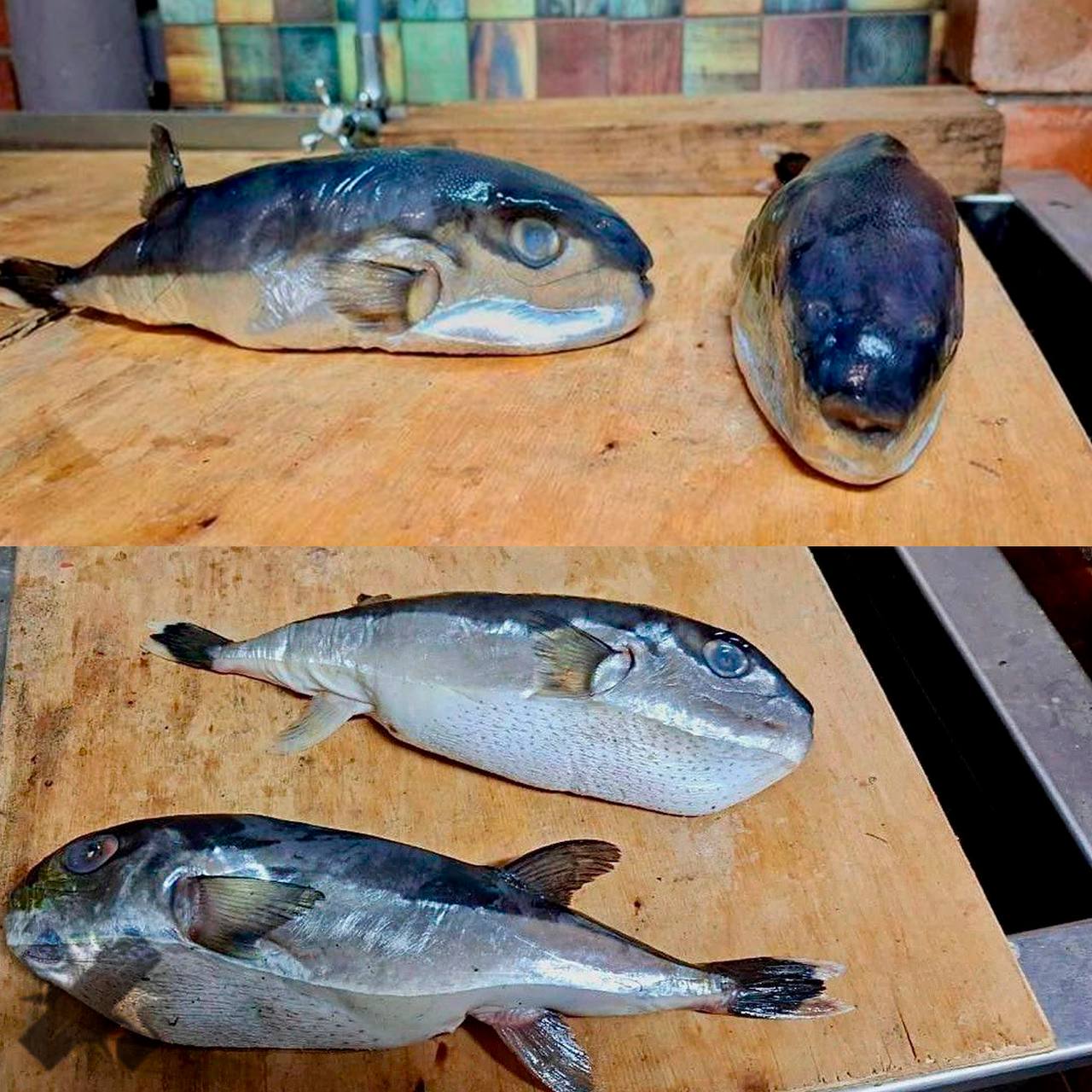 Россиянину вместо скумбрии продали смертельно ядовитую рыбу В Тихорецке мужчина купил свежемороженую скумбрию в магазине но на деле это оказался серебристый иглобрюх один из самых опасных видов Рыба содержит тетродотоксин сильнейший нервно паралитический яд смертельный для человека К счастью покупатель заметив ошибку есть не стал и сфотографировал находку для обращения в прокуратуру повезло что вовремя заметил да конечно вкусная я сам постоянно беру НМШ